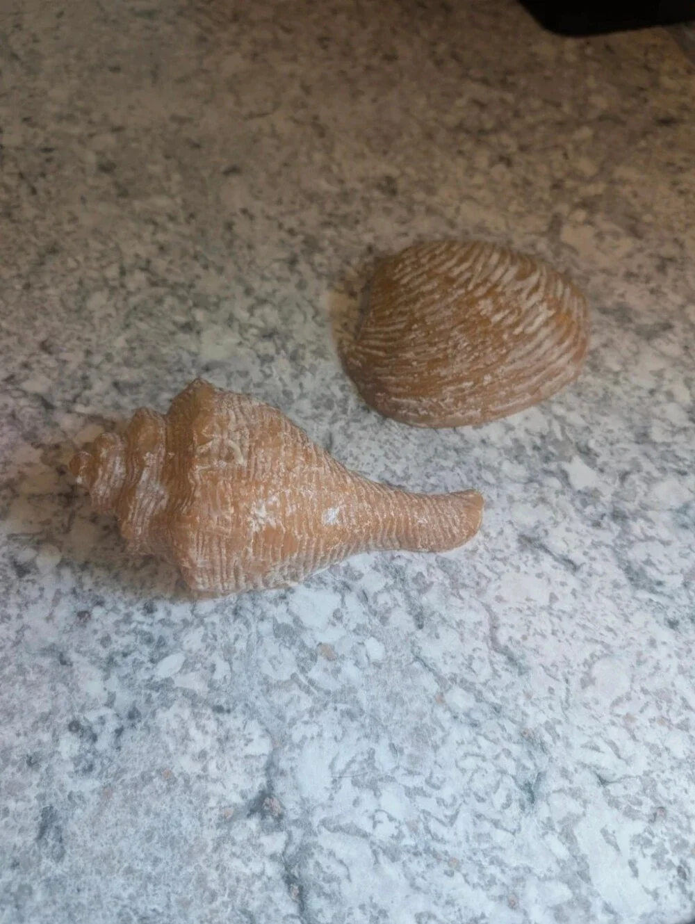 Sea Shell Candles 🐚 - Picture 1 of 5